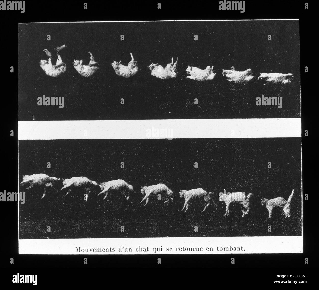 Immagine Skiopticon del Dipartimento di Fotografia del Royal Institute of Technology. Utilizzo da parte del professor Helmer Bäckström come materiale didattico. Bäckström è stato il primo professore svedese di fotografia al Royal Institute of Technology di Stoccolma 1948-1958. Serie di movimenti di caduta gatto che gira in aria. Forse Muybridge. Foto Stock