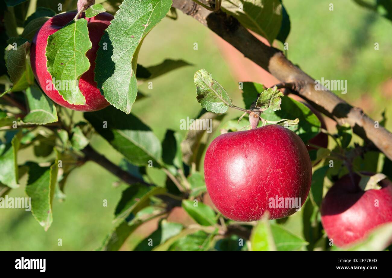 Mela rossa sul ramo di un albero di mela Foto Stock