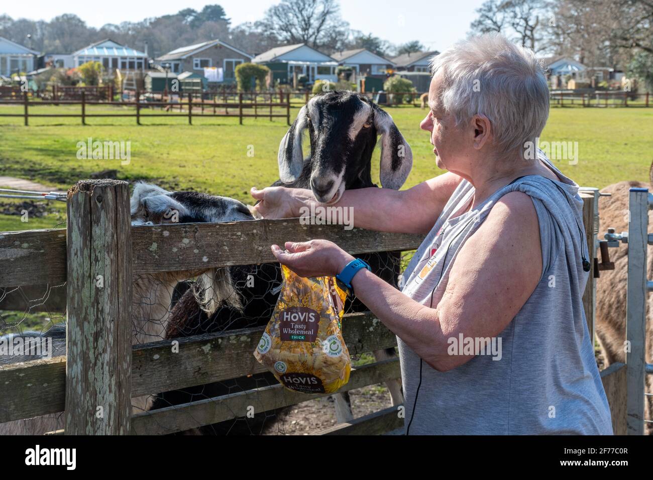 Donna che alimenta scarti a capre, Hampshire, Regno Unito Foto Stock