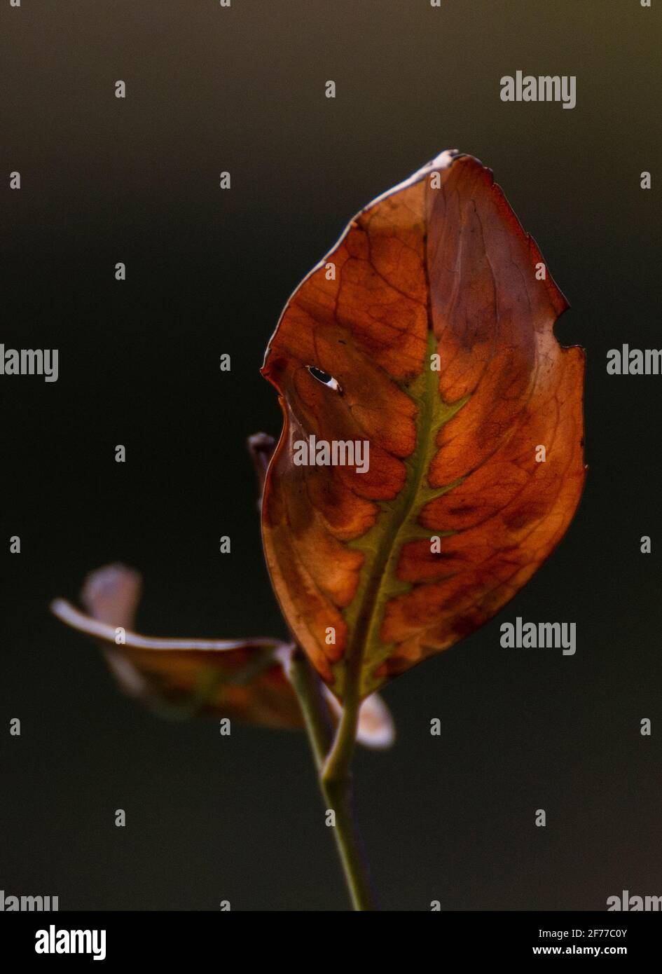 Ci vediamo! Mascherato dietro una foglia, sto monitorando la vostra posizione. Forse io sono il Principe delle tenebre, uno spirito malvagio o solo la tua sorella minore? Spooky Foto Stock