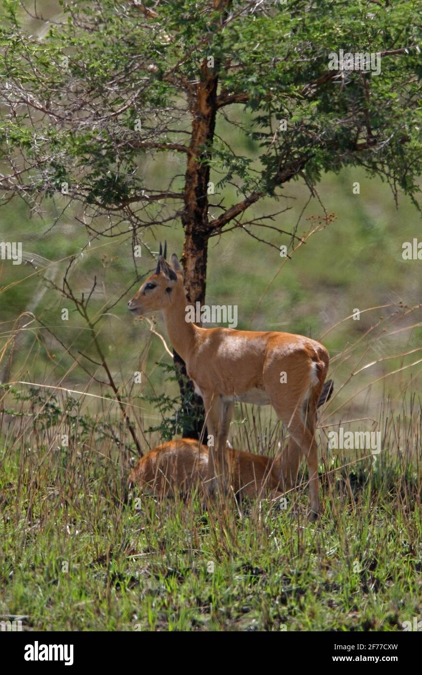 Sudan Oribi (Ourebia montana) coppia che riposa all'ombra di un albero Santuario Sankelle, Etiopia Aprile Foto Stock