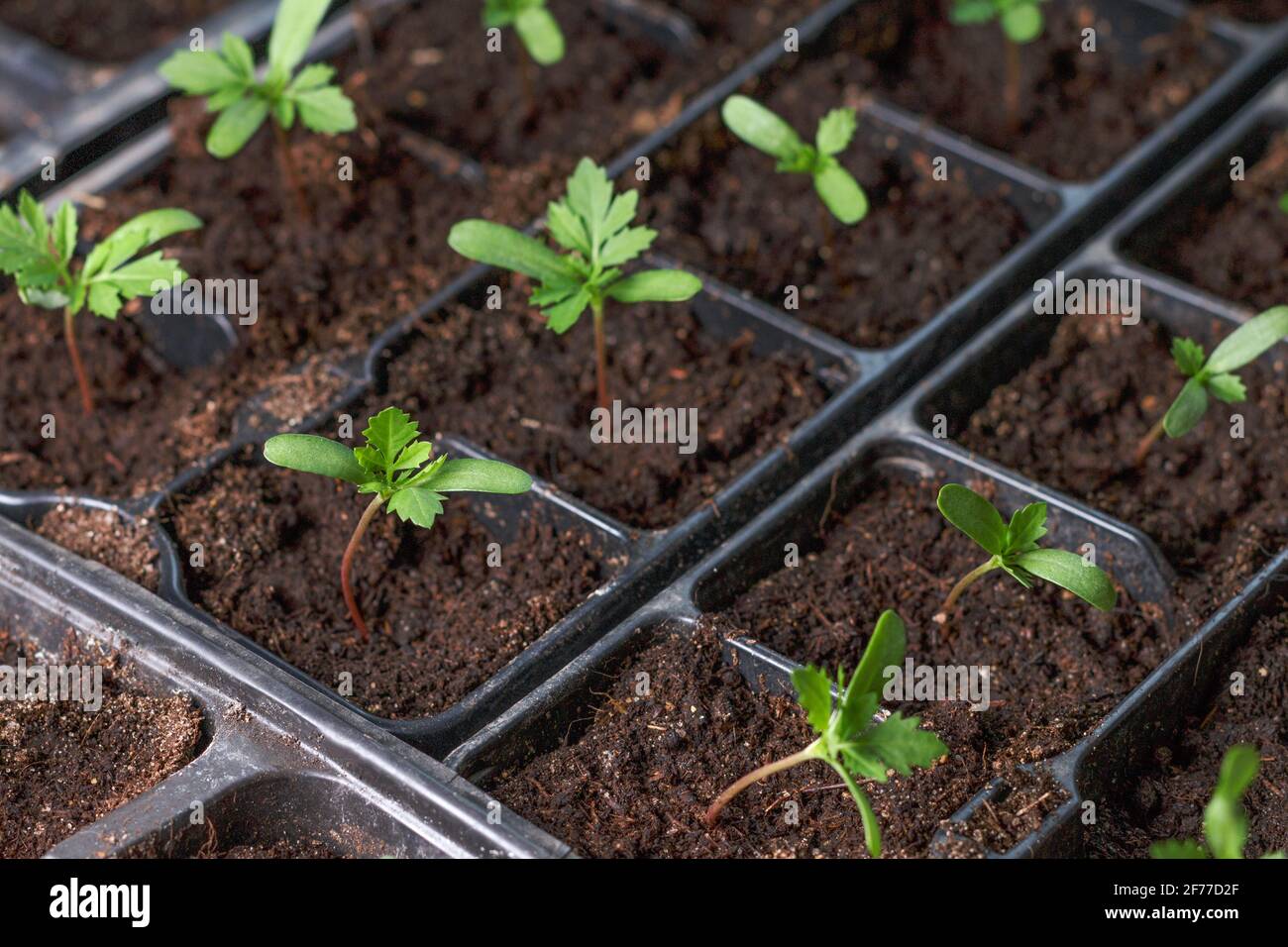 una piccola pianta giovane verde brillante circondata da file di germogli, tappi per semina in scatole di plastica nera, vassoi. Primavera tappo fiori in crescita. Partenza di marigold di seme, germinazione di seme di quattro foglie Foto Stock