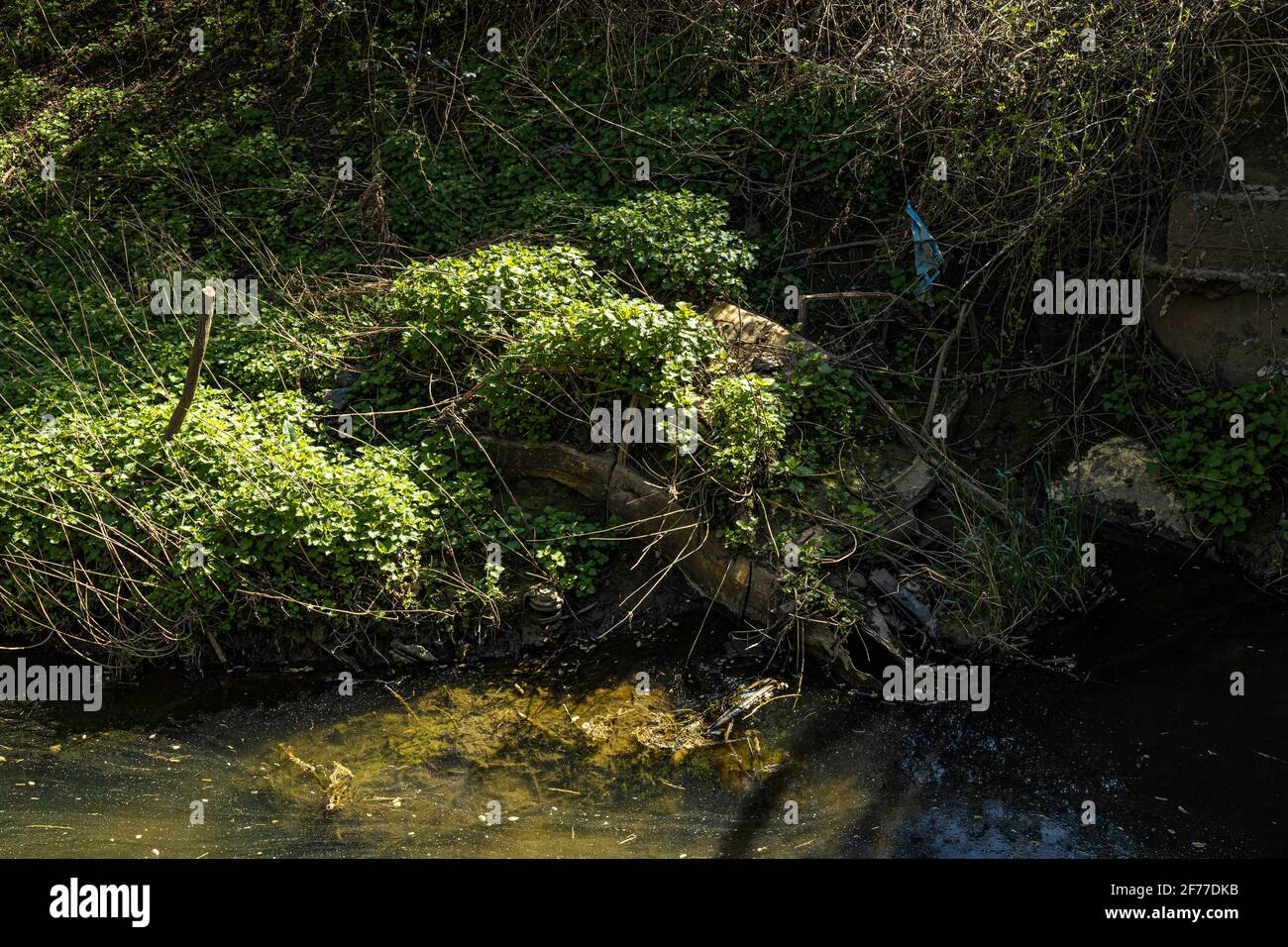 Una vettura arrugginente è stata coperta da erbacce e arbusti Foto Stock