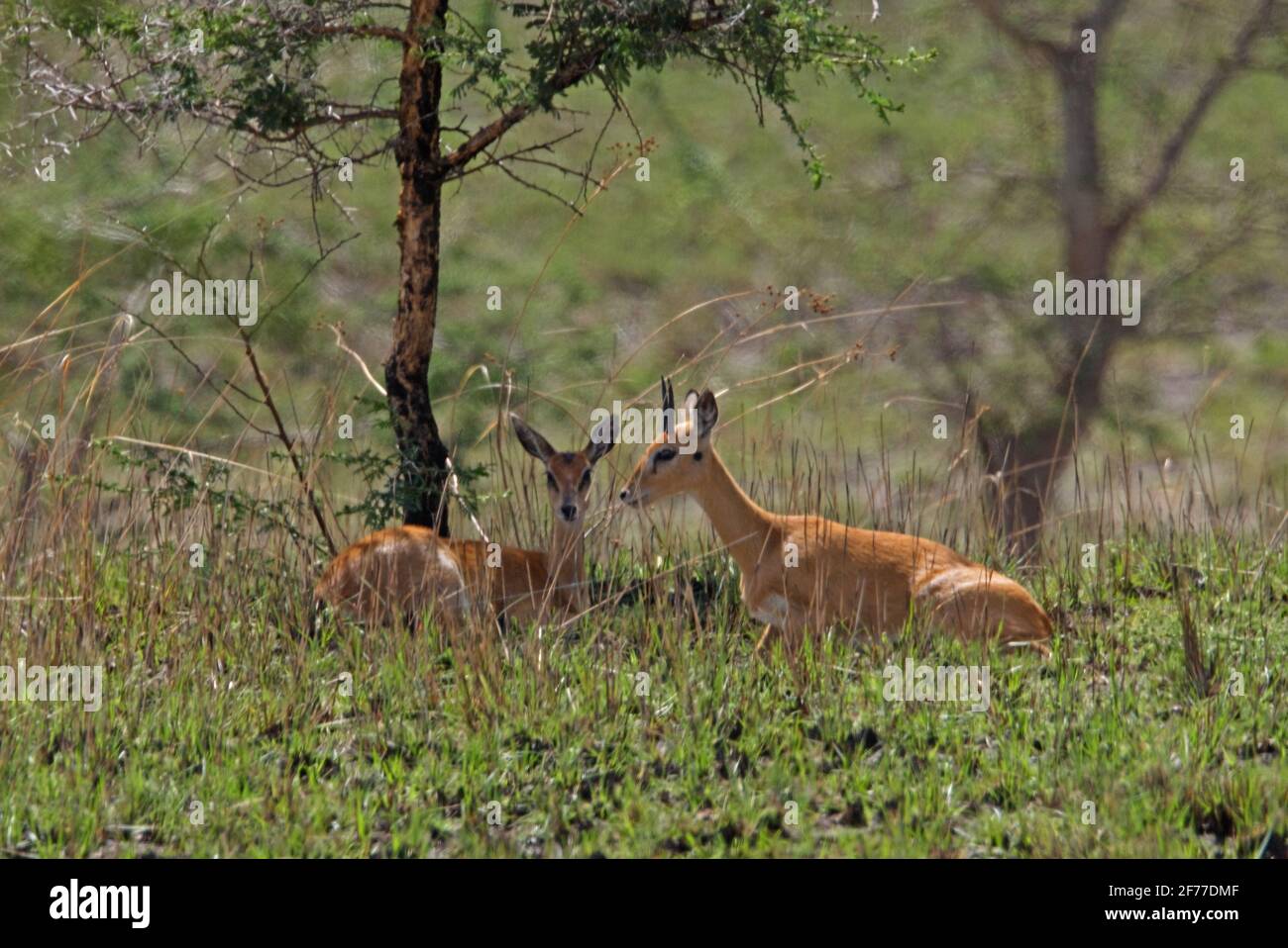 Sudan Oribi (Ourebia montana) coppia che riposa all'ombra di un albero Santuario Sankelle, Etiopia Aprile Foto Stock