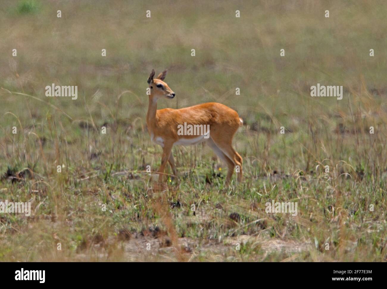 Sudan Oribi (Ourebia montana) femmina in piedi in aperta prateria Sankelle Santuario, Etiopia Aprile Foto Stock