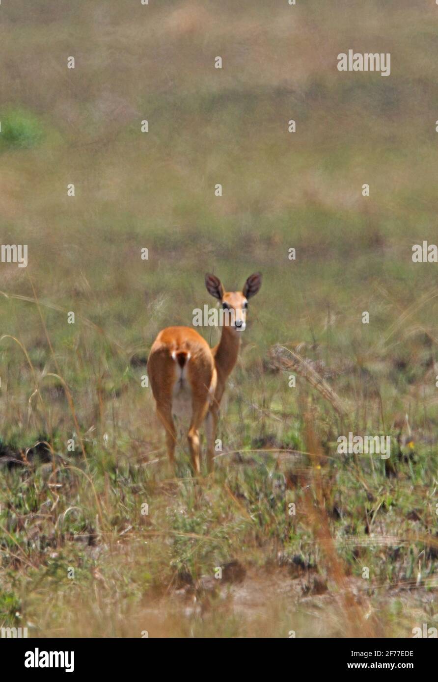 Sudan Oribi (Ourebia montana) femmina in piedi in aperta prateria Sankelle Santuario, Etiopia Aprile Foto Stock