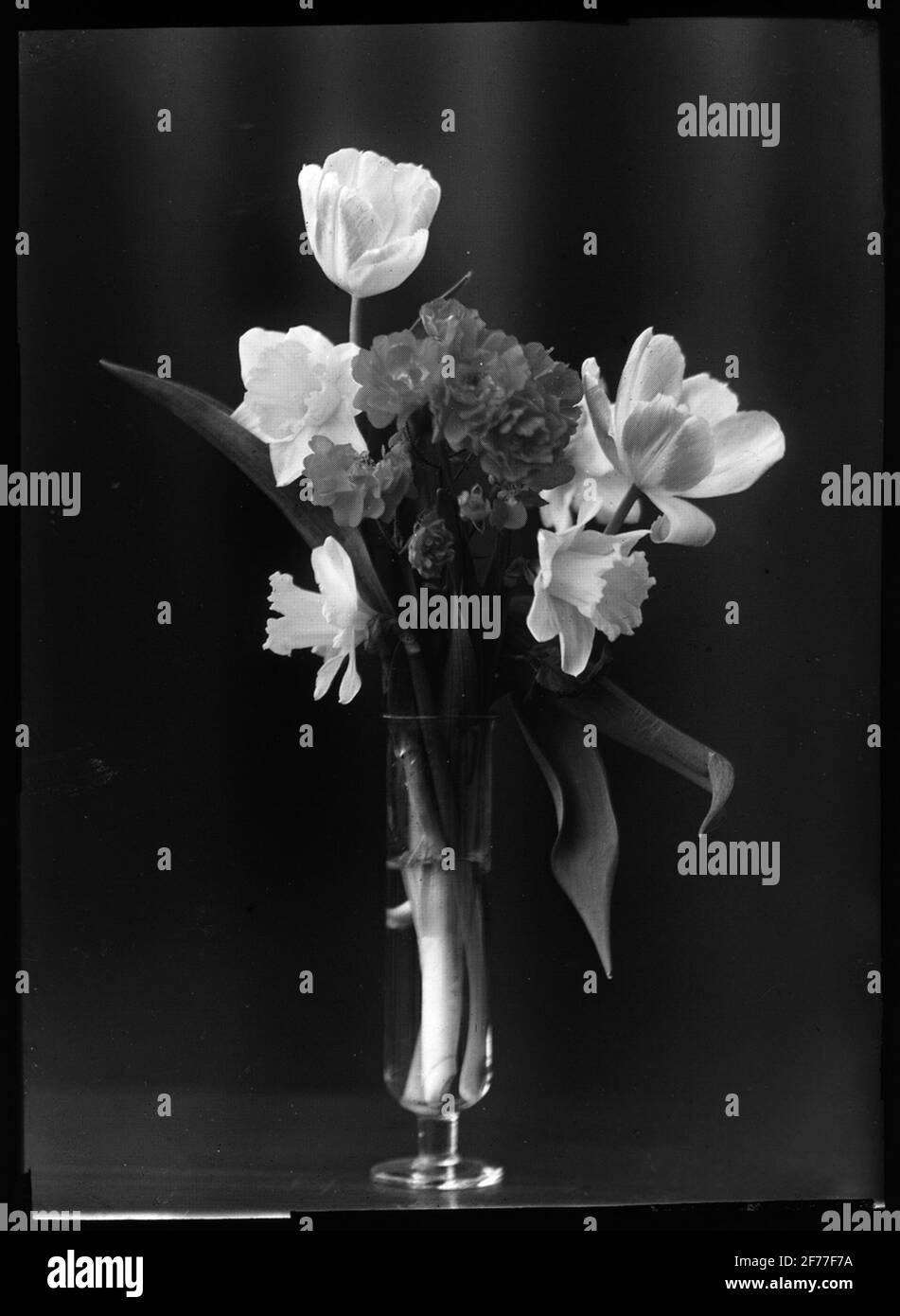 Immagine Skiopticon del Dipartimento di Fotografia del Royal Institute of Technology. Vita morta. Fiori in vaso. Foto Stock