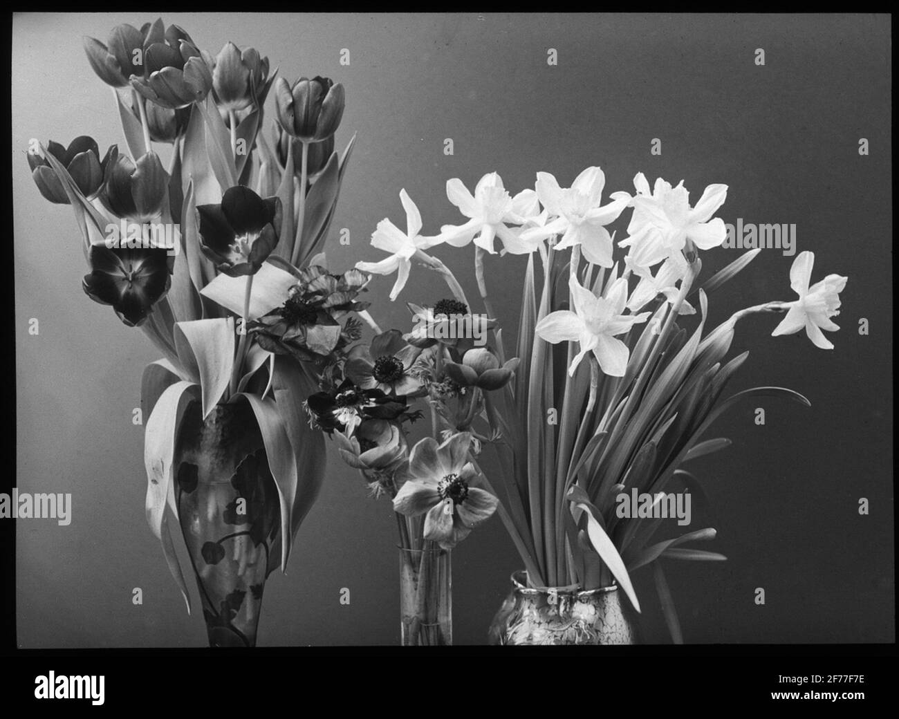 Immagine Skiopticon del Dipartimento di Fotografia del Royal Institute of Technology. Vita morta. Fiori in vaso. Foto Stock