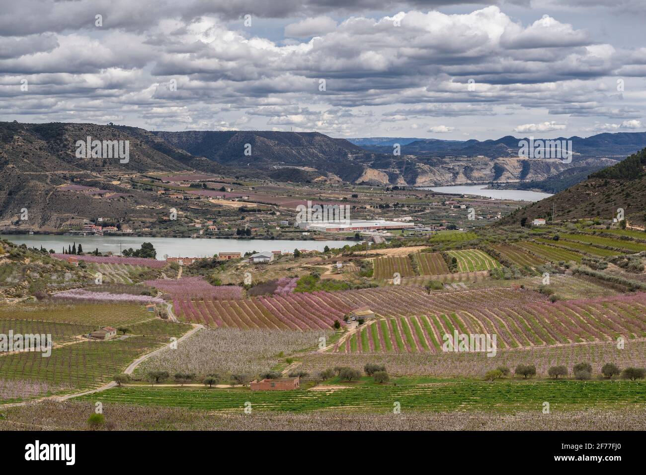 Campi di alberi da frutto a Mequinenza, visti da vicino al Castello di Mequinenza (Bajo Cinca, Aragona, Spagna) ESP: Campos de árboles frutales de Mequinenza Foto Stock