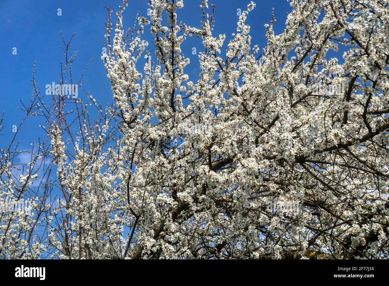 Frühling, Frühjahr, Blüte, Blütezeit, erwachen, blühen, Baumblüte, Baum, Kriecherl, Ringlotte, Mirabelle, Kriechen-Pflaume, Krieche, AST, Geäst, Blüte Foto Stock