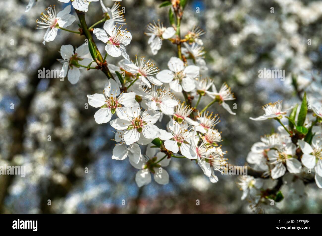 Frühling, Frühjahr, Blüte, Blütezeit, erwachen, blühen, Baumblüte, Baum, Kriecherl, Ringlotte, Mirabelle, Kriechen-Pflaume, Krieche, AST, Geäst, Blüte Foto Stock