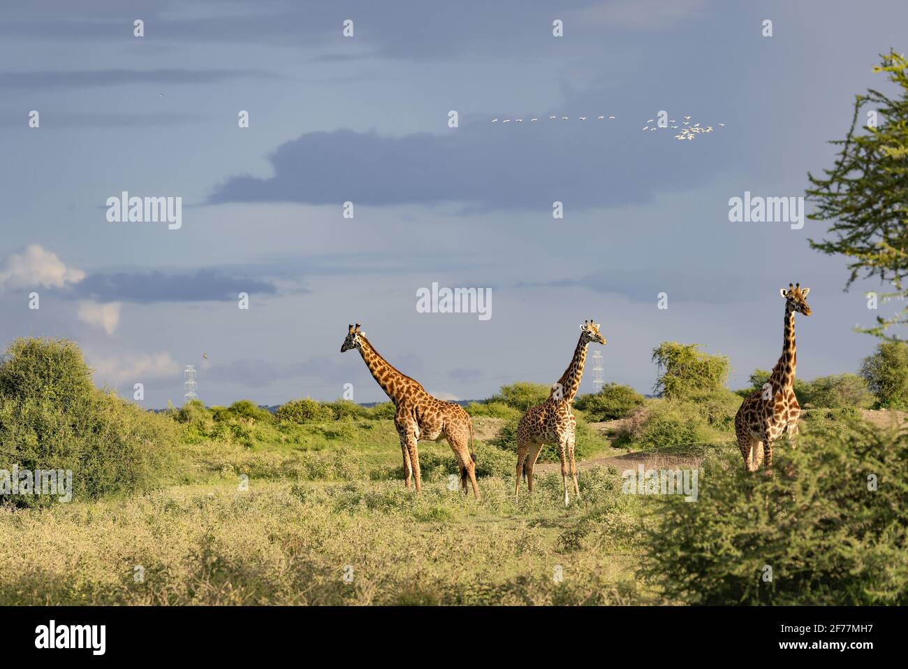 Tanzania, Manyara Ranch, regione di Arusha, incontriamo molte giraffe nella pianura del Manyara Ranch, Manyara Conservancy (150 KM2) è un progetto pionieristico che unisce la protezione della fauna selvatica e la gestione sostenibile del turismo a beneficio delle comunità locali Foto Stock
