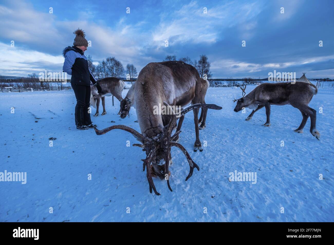 Svezia, Lapponia, Jukkasjärvi, Museo Sami, renne, Tarandus di Rangifer Foto Stock