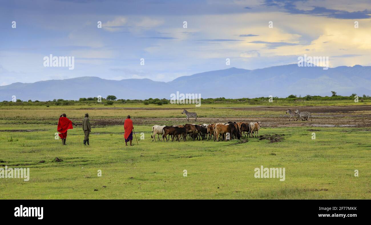 Tanzania, Manyara Ranch, regione di Arusha, tre pastori Massai nell'area protetta del ranch Manyara dove coesistono vita selvaggia e allevamento tradizionale Foto Stock