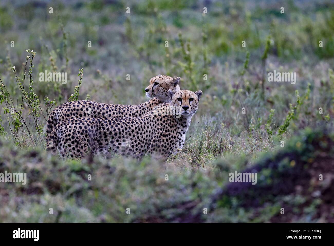 Tanzania, regione di Arusha, Parco Nazionale di Serengeti, Patrimonio Mondiale dell'UNESCO, 2 giaguari (Panthera onca) nella savana Foto Stock