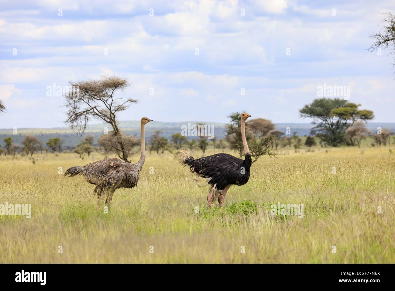 Tanzania, regione di Arusha, Parco Nazionale di Serengeti, patrimonio mondiale dell'UNESCO, due ostrichi (Struthio camelus) nella savana Foto Stock