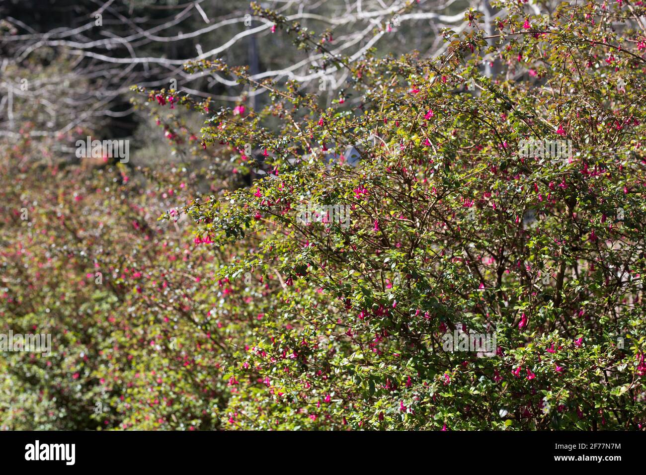 Fucsia microfilla - fucsia a foglia piccola. Foto Stock