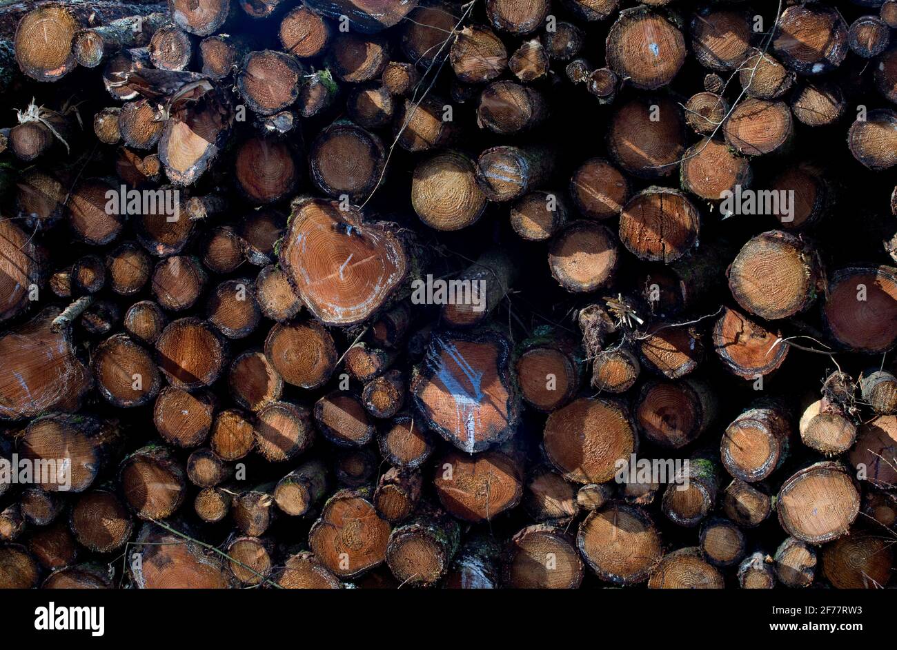 Tronchi di alberi in una segheria vicino ad un percorso di foresta naturale dal fiume Ystwyth in Ceredigion, Galles, Regno Unito. Foto Stock