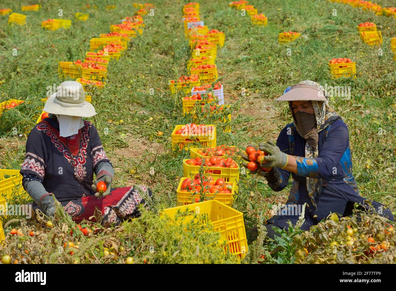 Iran, provincia di Fars, regione di Korehi, vendemmia di pomodoro Foto Stock