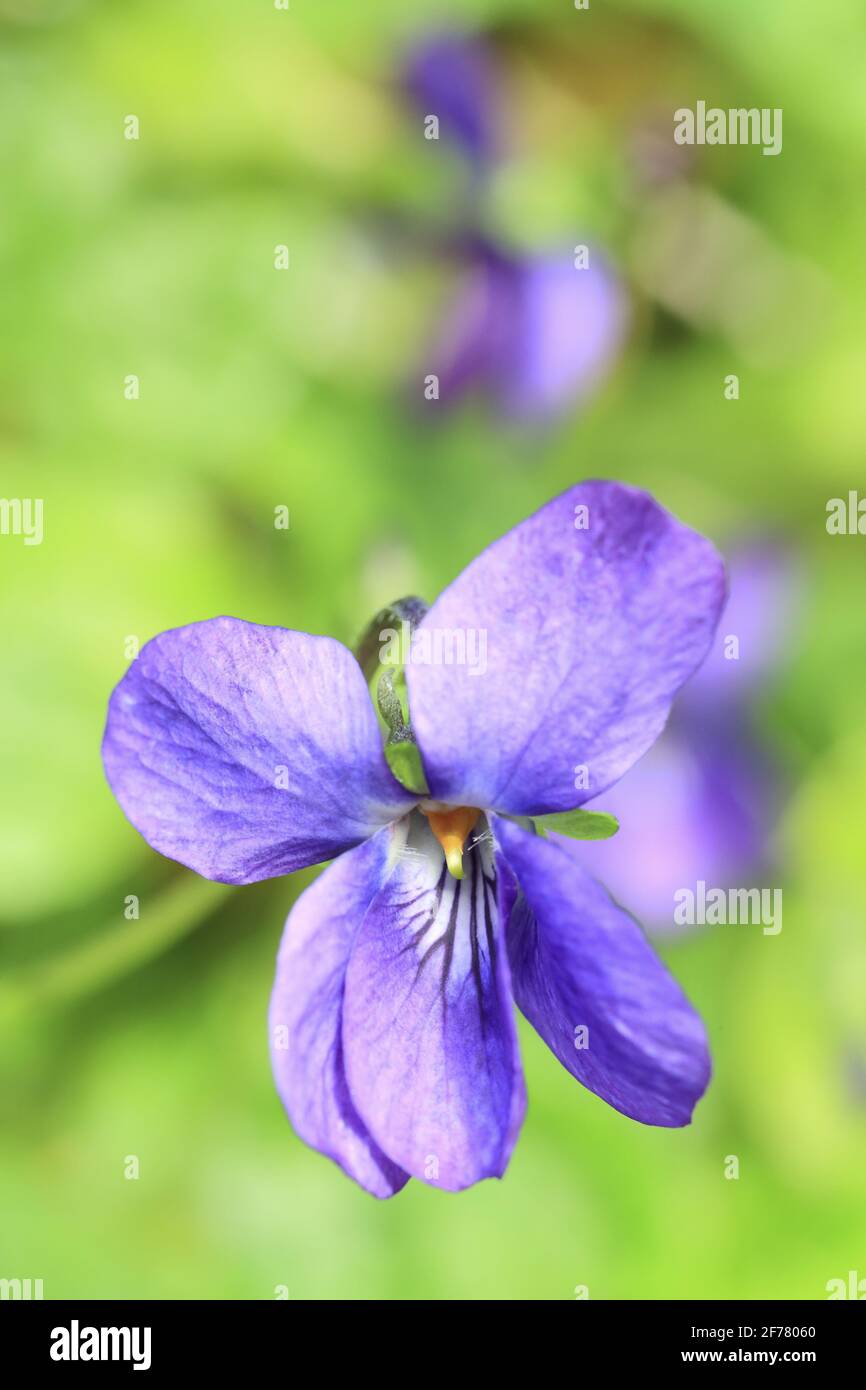 Francia, Alpes Maritimes, Tourrettes sur Loup, sfruttamento di Jerome Coche, coltivazione di violette victoria odorata Foto Stock