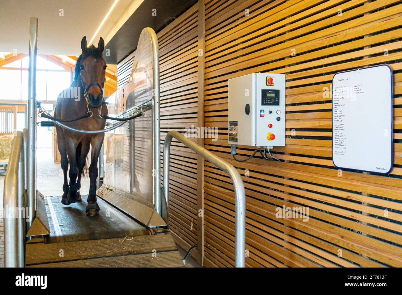 Horse treadmill immagini e fotografie stock ad alta risoluzione - Alamy