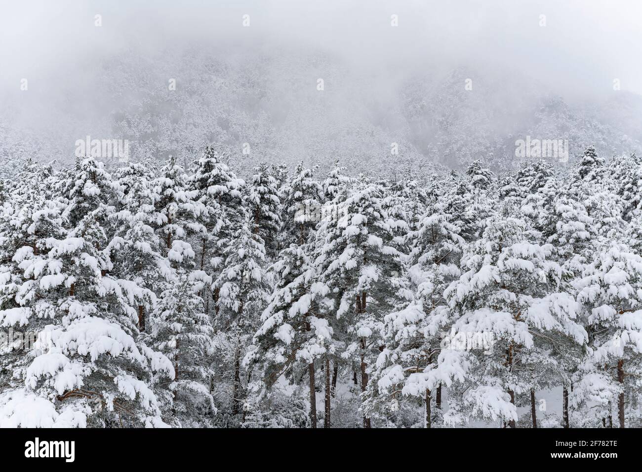 Eremo Sant Joan de l'Avellanet e foreste intorno alla valle del Bastareny dopo una nevicata invernale (provincia di Barcellona, Catalogna, Spagna, Pirenei) Foto Stock