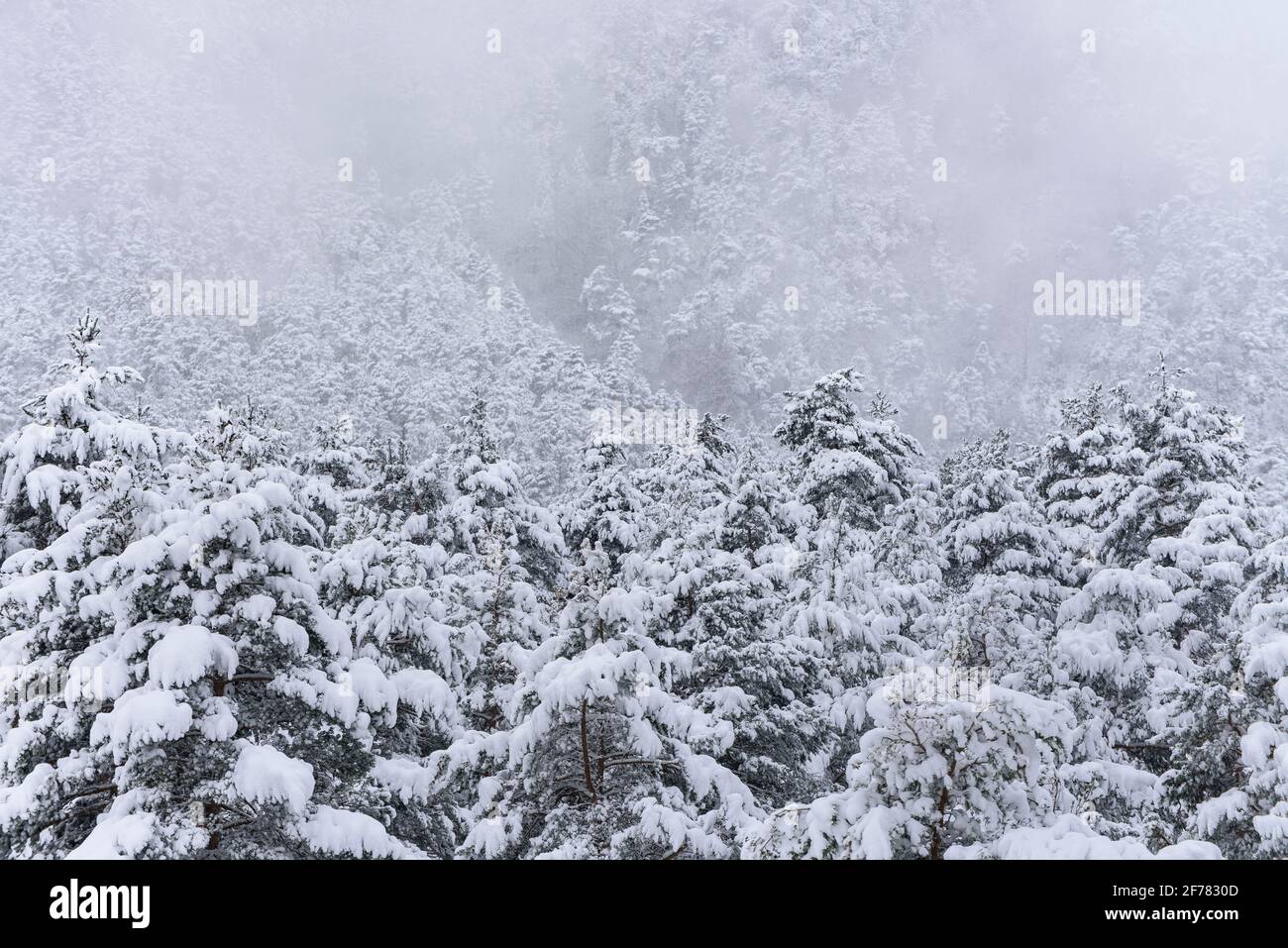 Eremo Sant Joan de l'Avellanet e foreste intorno alla valle del Bastareny dopo una nevicata invernale (provincia di Barcellona, Catalogna, Spagna, Pirenei) Foto Stock