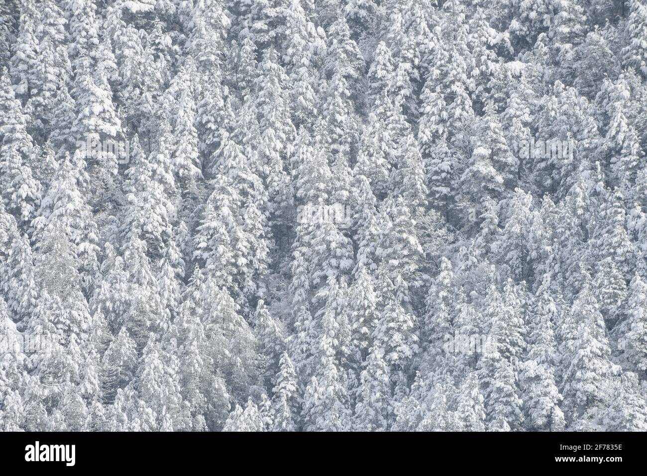 Eremo Sant Joan de l'Avellanet e foreste intorno alla valle del Bastareny dopo una nevicata invernale (provincia di Barcellona, Catalogna, Spagna, Pirenei) Foto Stock