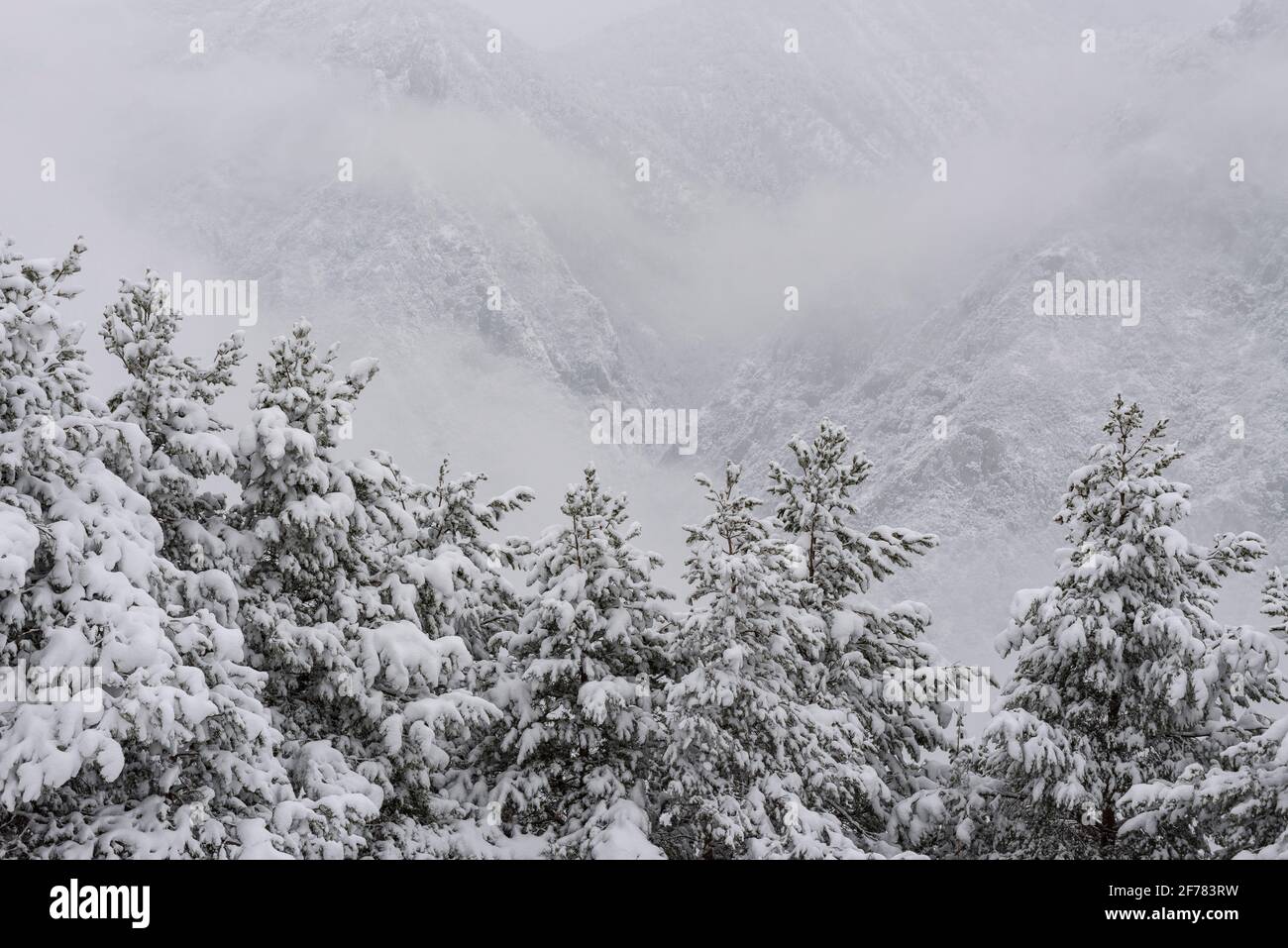 Dintorni innevati di Maçaners e Valle delle Salde in inverno (provincia di Barcellona, Catalogna, Spagna, Pirenei) ESP: Entornos de Maçaners y del Pedraforca Foto Stock