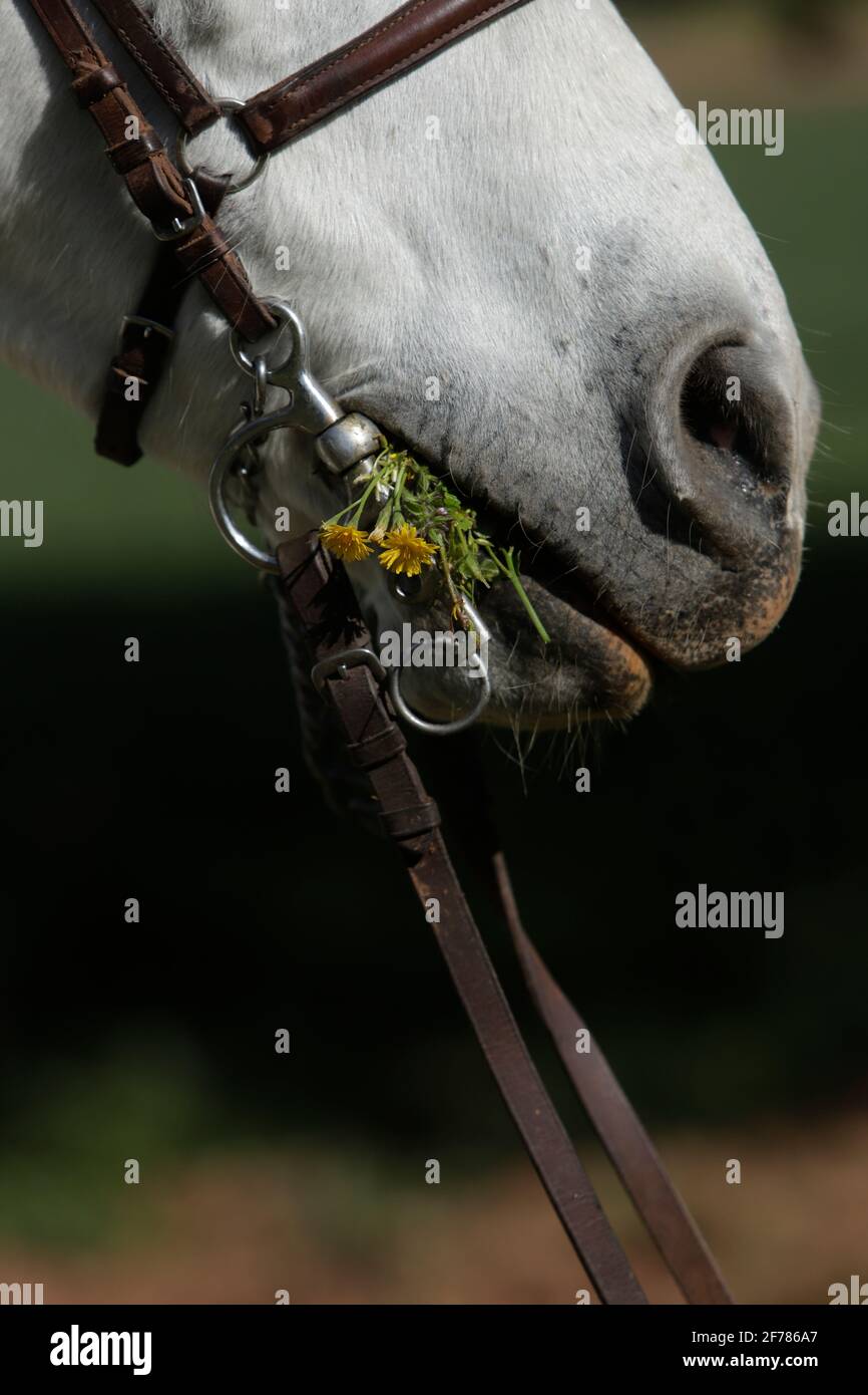 particolare di bianco cavallo mangiare fiori Foto Stock