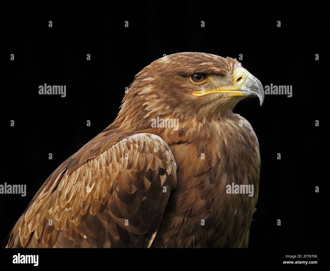 Profilo ritratto di aquila nipalensis, in un centro di falconeria nello Yorkshire, Inghilterra, Regno Unito Foto Stock