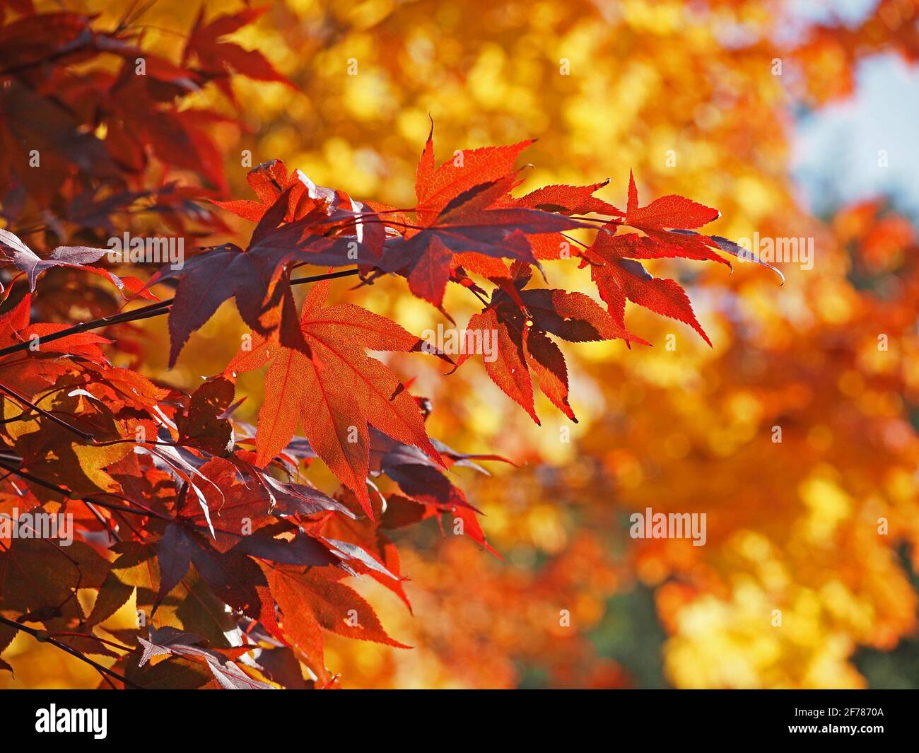 Luce solare chiara su foglie rosse venate di acero giapponese (Acer palmatum) contro sfondo di baldacchino dorato in arboreto -Yorkshire, Inghilterra, Regno Unito Foto Stock