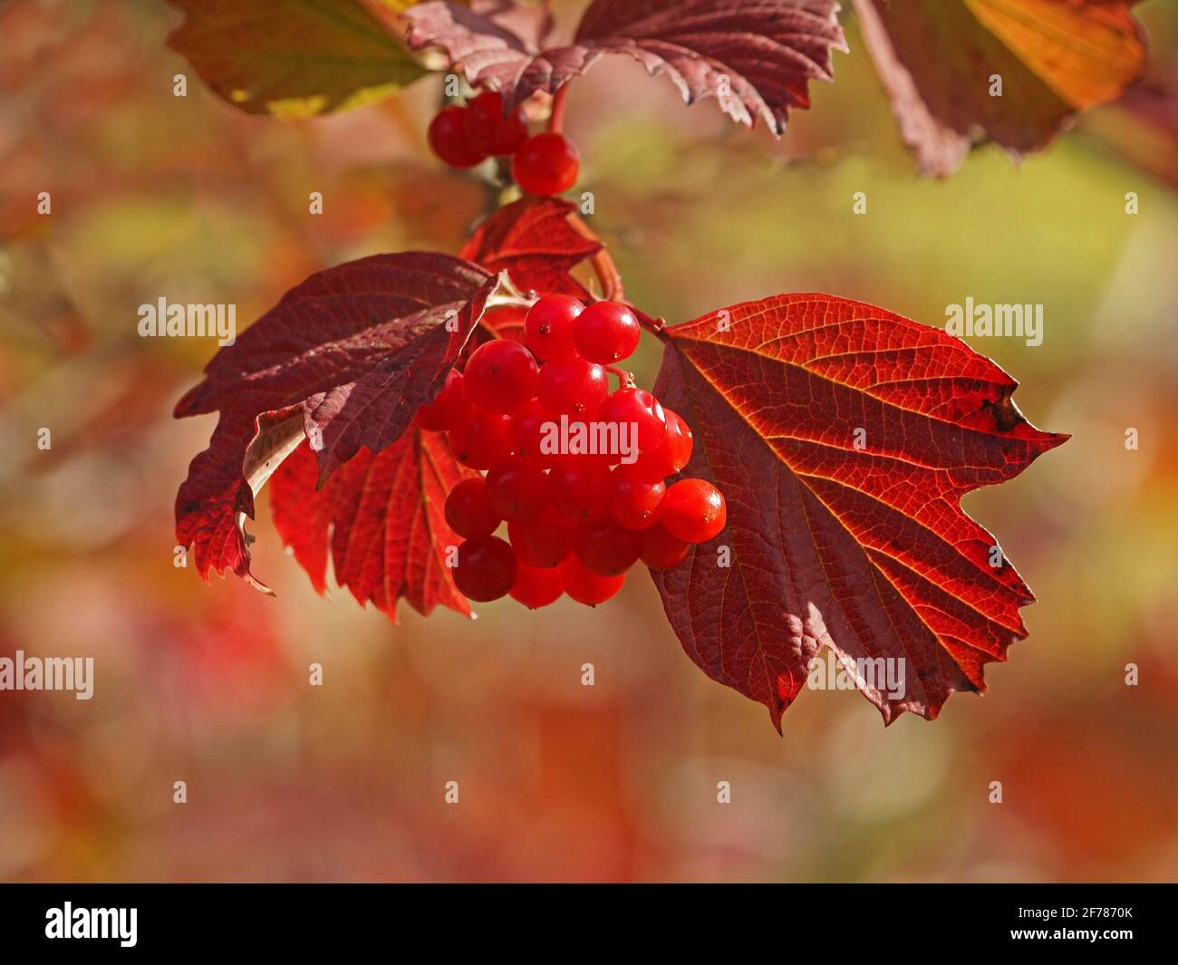 Colori autunnali di foglie rosse di vino a tre lobi e bacche lucide di rosso ciliegia brillante di Guelder Rose (Viburnum Opulus) Yorkshire, Inghilterra, Regno Unito Foto Stock