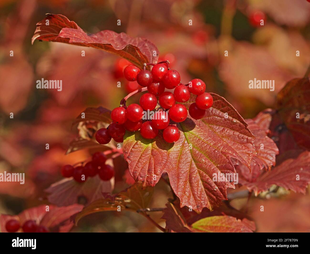 Colori autunnali di foglie rosse di vino a tre lobi e bacche lucide di rosso ciliegia brillante di Guelder Rose (Viburnum Opulus) Yorkshire, Inghilterra, Regno Unito Foto Stock