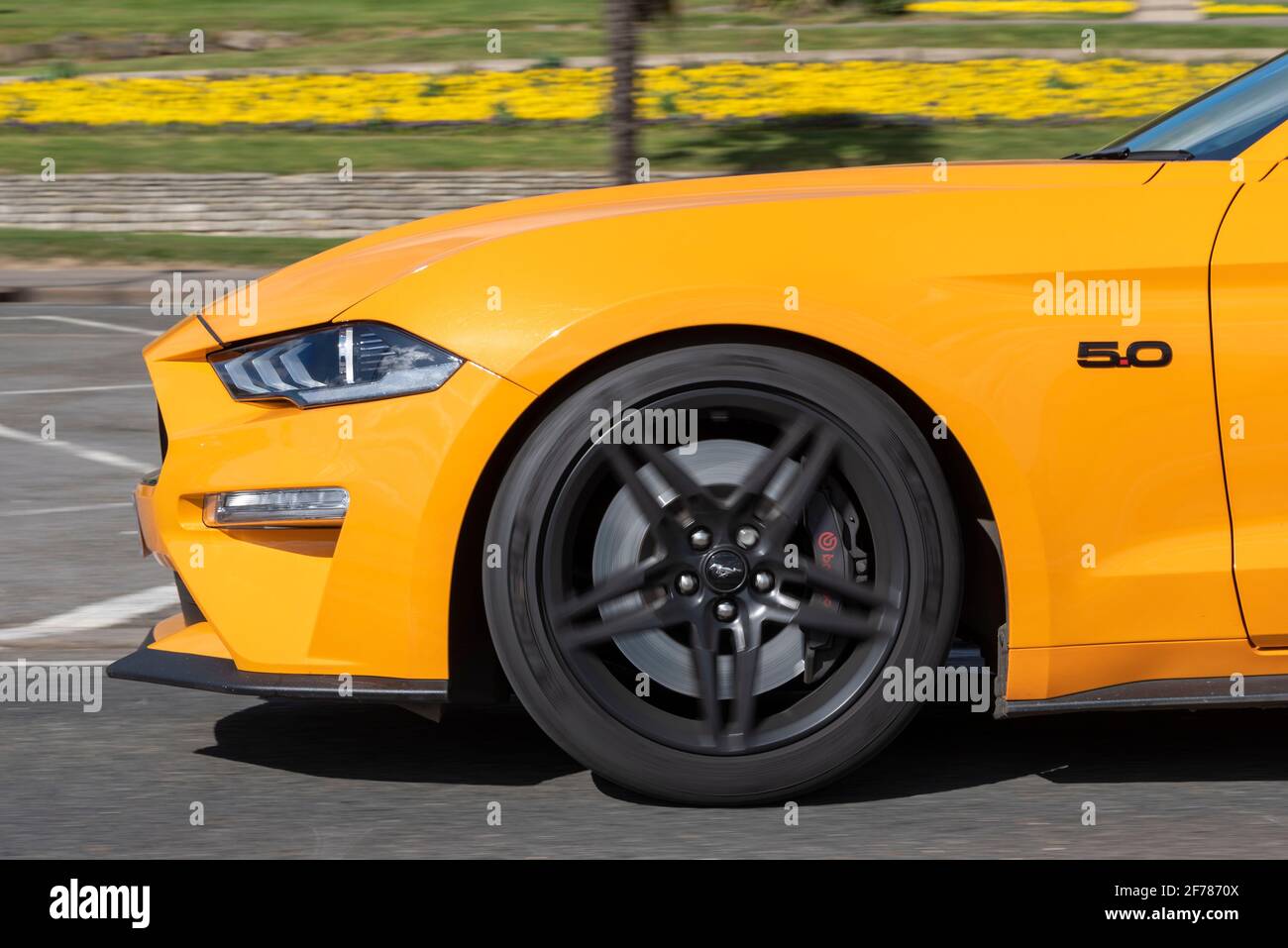 Ford Mustang 5L V8 auto guida a Southend sul mare, Essex, Regno Unito. Auto giallo brillante che passa fiori gialli luminosi su Cliff Gardens. Dettaglio anteriore Foto Stock Ford Mustang 5L V8 auto guida a Southend sul mare, Essex, Regno Unito. Auto giallo brillante che passa fiori gialli luminosi su Cliff Gardens. Dettaglio anteriore Foto Stock
