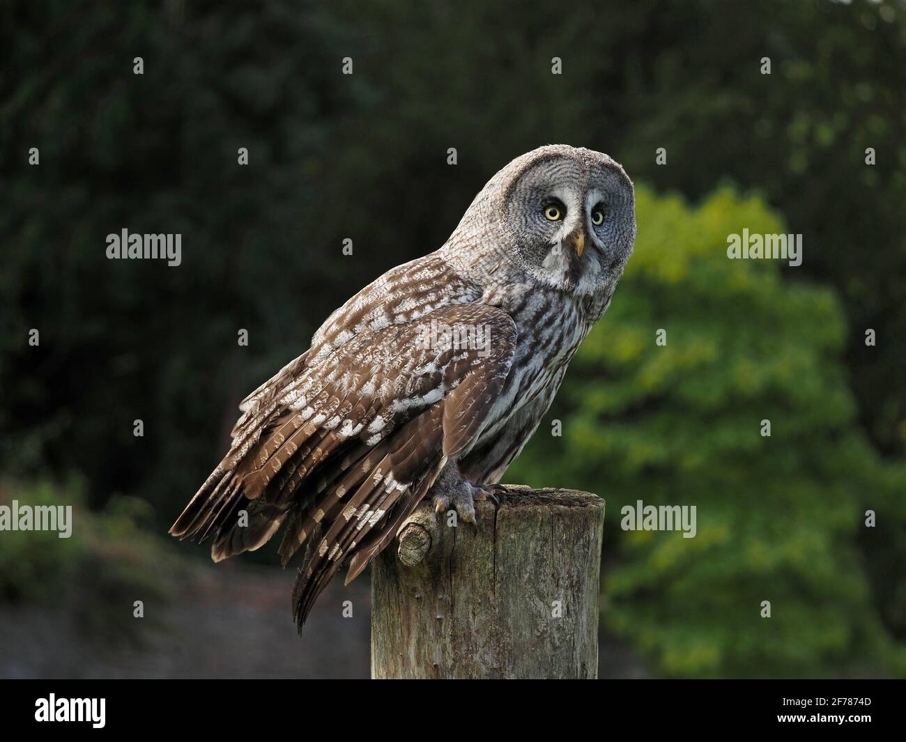 Ritratto di avvincente captive imprigionato a vento Great Grey Owl, (Strix nebuulosa) illuminato al sole su tree trunk perch al centro di falconeria all'aperto - Yorkshire, Inghilterra, UK Foto Stock