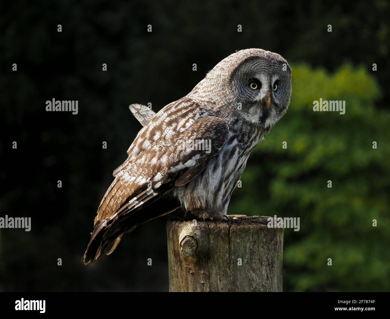Ritratto di avvincente captive imprigionato a vento Great Grey Owl, (Strix nebuulosa) illuminato al sole su tree trunk perch al centro di falconeria all'aperto - Yorkshire, Inghilterra, UK Foto Stock