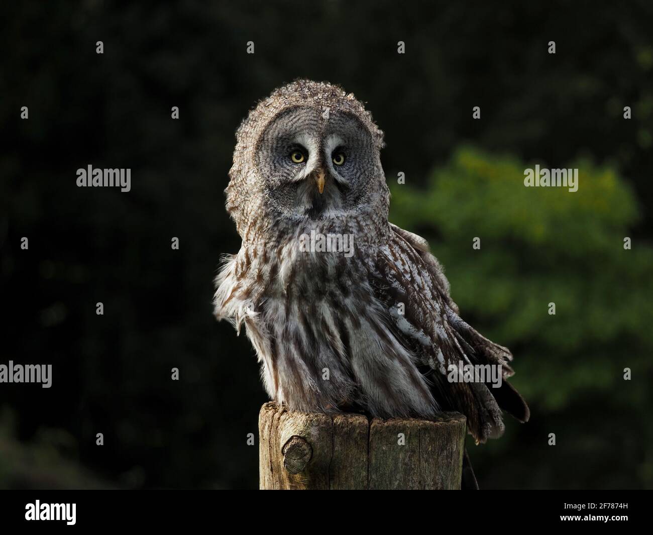 Ritratto di Captive Great Grey Owl, (Strix nebuulosa) con fuzzy windblown piumage su tree trunk perch presso il centro di falconeria - Yorkshire, Inghilterra, UK Foto Stock