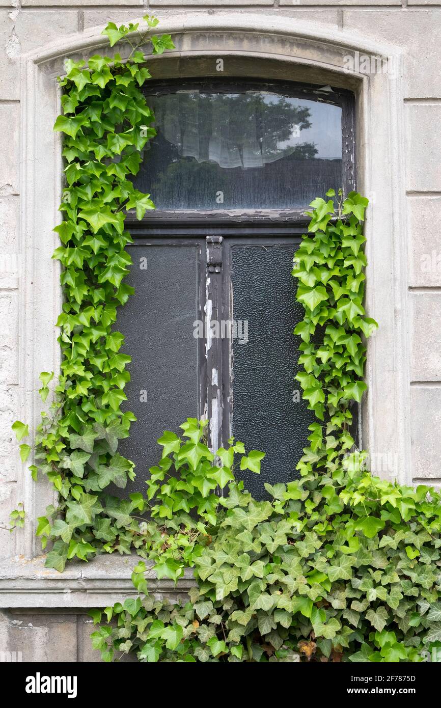 La vecchia finestra si è surfatta di piante d'edera Foto Stock
