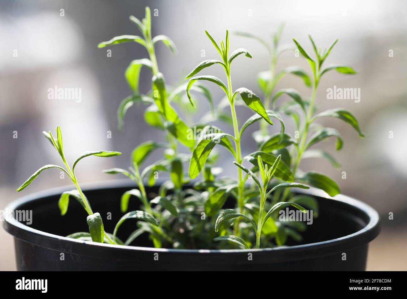 Piante verdi giovani pianta crescere in vaso di plastica nera su un davanzale, primo piano foto Foto Stock