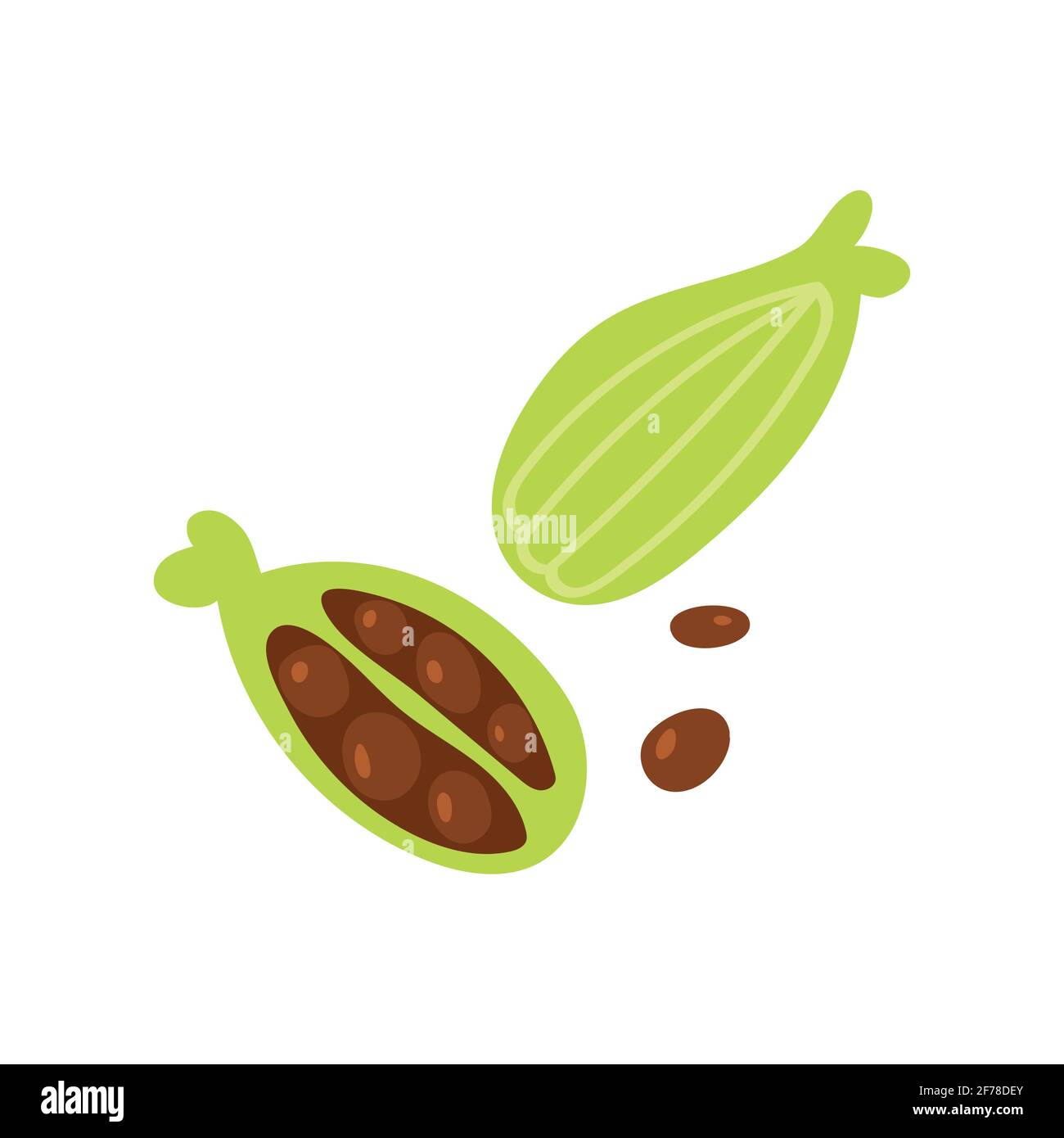 Mucchio di spezie cardamomo intero isolato su sfondo bianco illustrazione vettoriale. Illustrazione Vettoriale