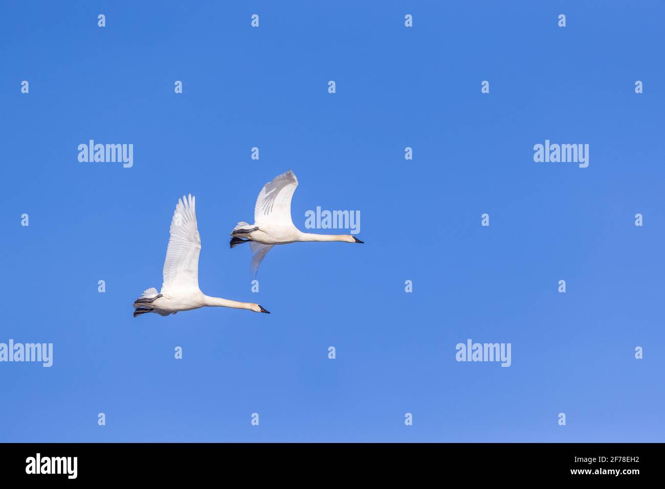 Due cigni trombettieri che sorvolano un lago nel Wisconsin settentrionale. Foto Stock