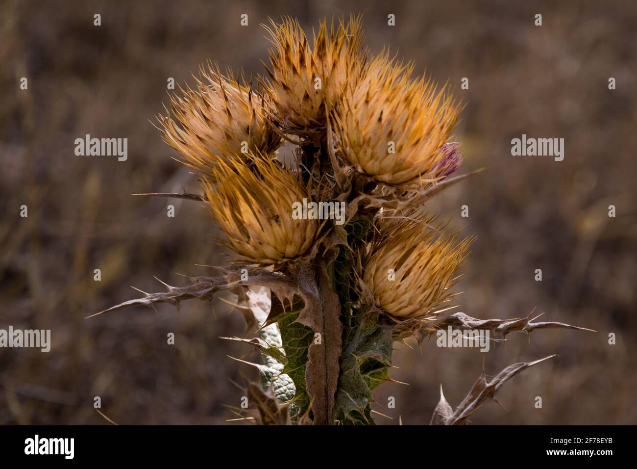 Primo piano di un bistile asciutto in un campo asciutto in una soleggiata giornata estiva Foto Stock