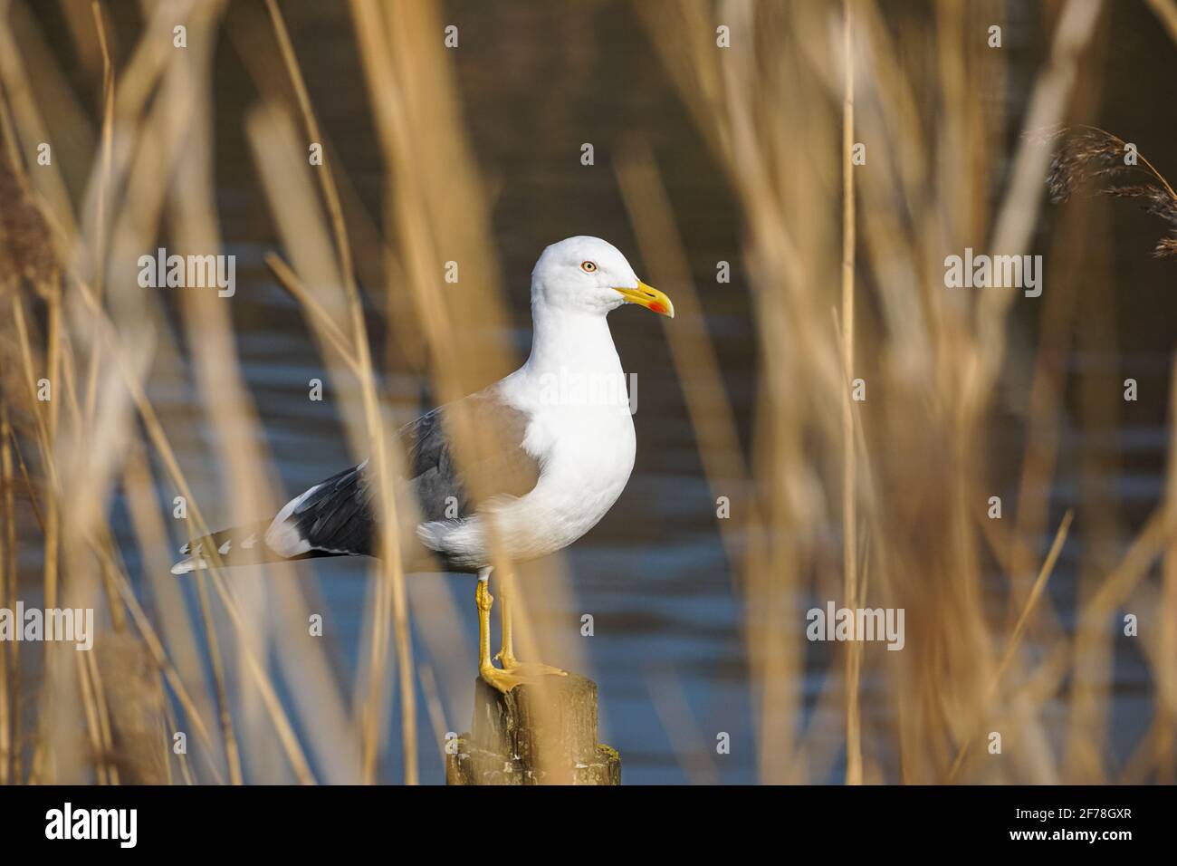 Gabbiano europeo di aringhe sul fiume Lea, Londra Inghilterra Regno Unito Regno Unito Foto Stock Gabbiano europeo di aringhe sul fiume Lea, Londra Inghilterra Regno Unito Regno Unito Foto Stock