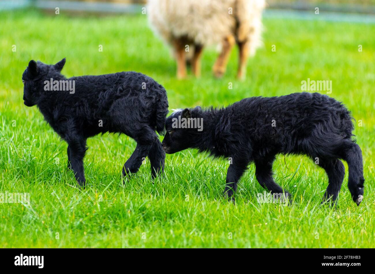 Piccoli agnelli neri Ouessant in prato. Hobby agricoltura. Primavera tempo Foto Stock