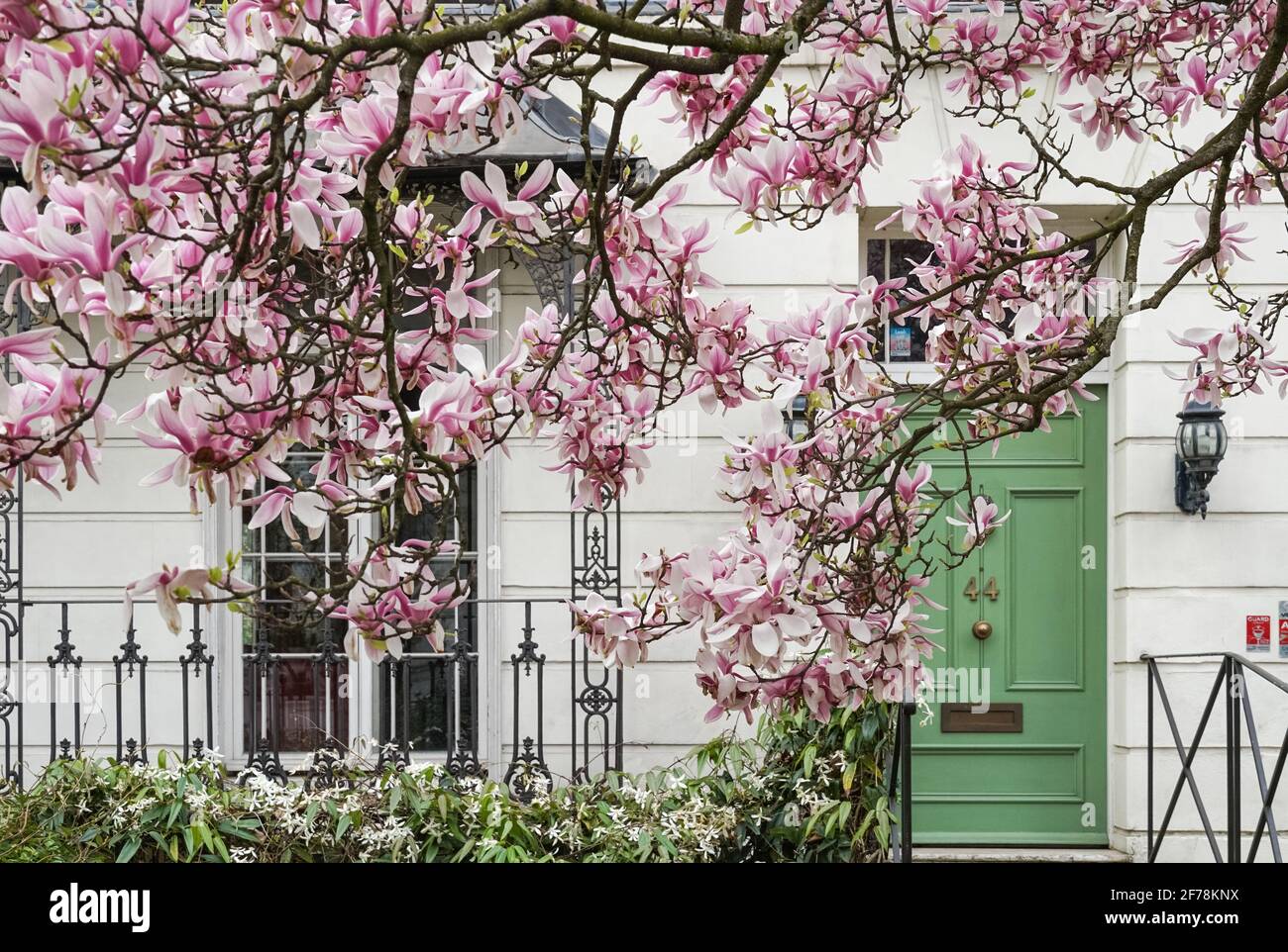 Fiore magnolia albero a Notting Hill, Londra, Inghilterra, Regno Unito, Regno Unito Foto Stock