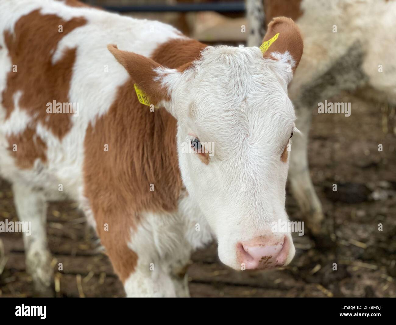 Closeup di una vacca da latte Simmental nelle alpi austriache con etichette gialle. Foto Stock