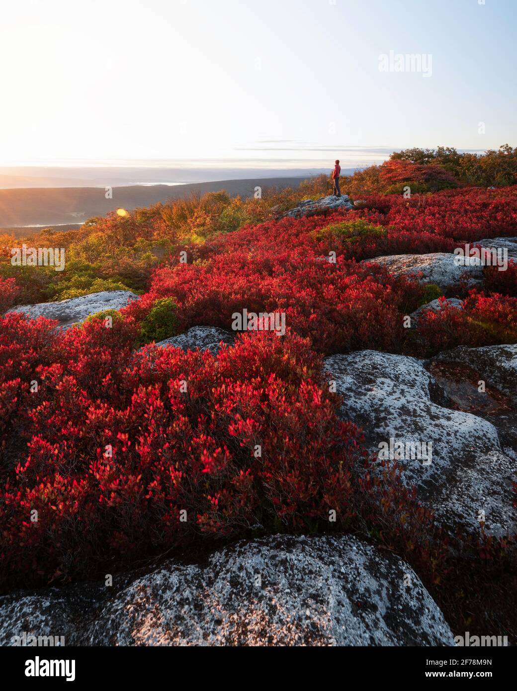 Rossi d'autunno vividi nella natura selvaggia di Dolly Sods della Virginia Occidentale in una mattina di inizio ottobre. Foto Stock