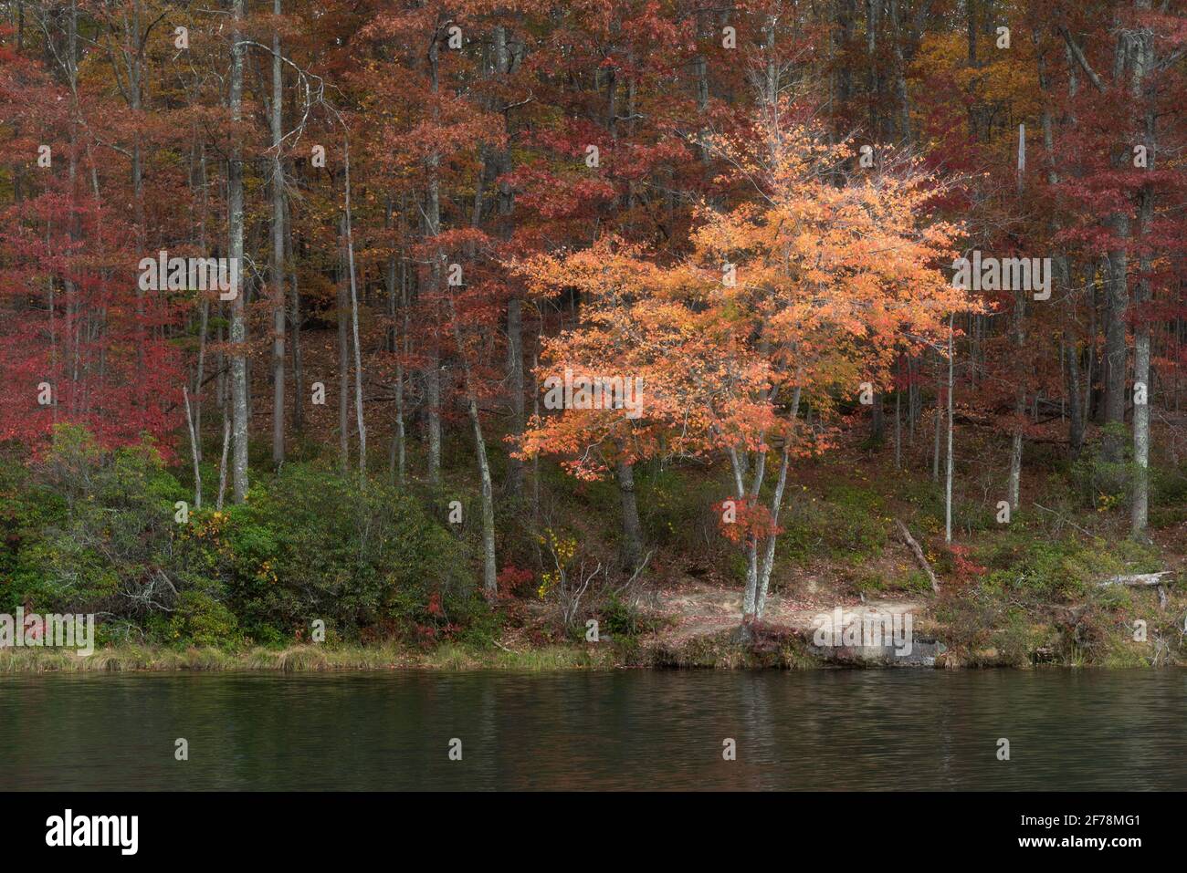 Una spruzzata di colore arancione dell'autunno su un campo di rossi e verdi al lago Boley nel Babcock state Park, West Virginia. Foto Stock