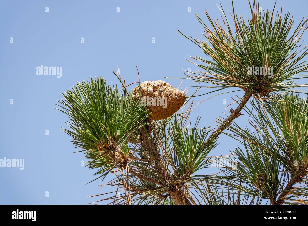 Il cono di pino di Pinus radiata, il pino di Monterey, insignis o radiata, è una specie originaria della costa centrale della California e del Messico (Guadalup Foto Stock